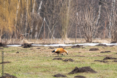 ruddy or red duck walks in the park, spring day, the snow has almost melted, the duck walks on yellow grass between bushes without foliage © Artur Apsitis