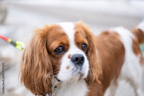 portrait dog breed Cavalier King Charles Spaniel on a colored leash walks in the park on a cloudy spring day, the snow has not completely melted, looks to the right © Artur Apsitis
