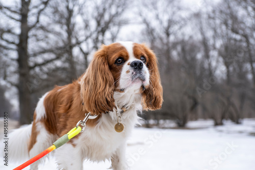 portrait dog breed Cavalier King Charles Spaniel on a colored leash walks in the park on a cloudy spring day, the snow has not completely melted, looks to the right