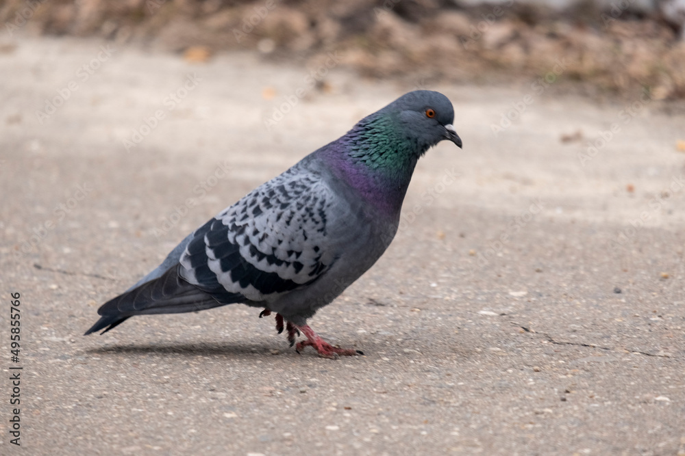 portrait of a common pigeon, spring day, the snow has almost melted, the pigeon is walking along the asphalt path from left to right portrait of a common pigeon, spring day, the snow has almost melted, the pigeon is walking along the asphalt path from left to right