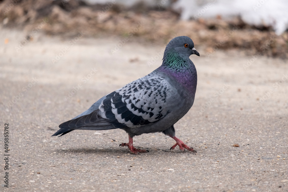 portrait of a common pigeon, spring day, the snow has almost melted, the pigeon is walking along the asphalt path from left to right portrait of a common pigeon, spring day, the snow has almost melted, the pigeon is walking along the asphalt path from left to right