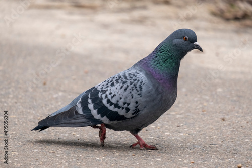 portrait of a common pigeon  spring day  the snow has almost melted  the pigeon is walking along the asphalt path from left to right