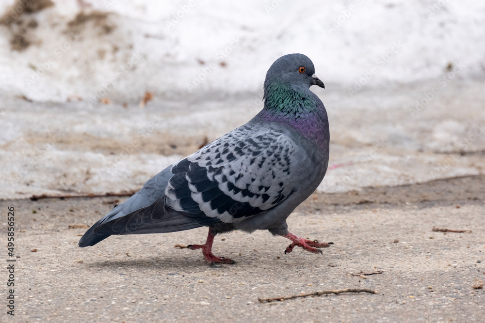 portrait of a common pigeon, spring day, the snow has almost melted, the pigeon is walking along the asphalt path from left to right portrait of a common pigeon, spring day, the snow has almost melted, the pigeon is walking along the asphalt path from left to right