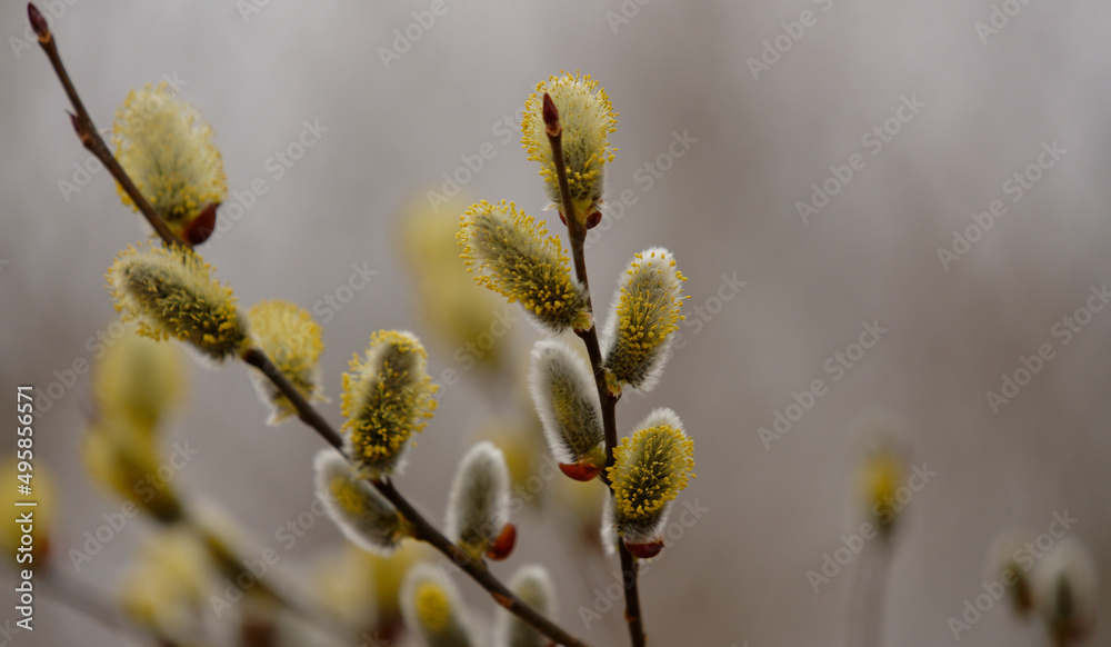 Salweide - Salix caprea, Hängesalweide, Palmweide, Kätzchenweide, Palmkätzchen Salweide - Salix caprea, Hängesalweide, Palmweide, Kätzchenweide, Palmkätzchen