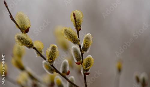  Salweide - Salix caprea, Hängesalweide, Palmweide, Kätzchenweide, Palmkätzchen 