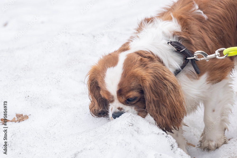 portrait dog breed Cavalier King Charles Spaniel on a colored leash walks in the park on a cloudy spring day, the snow has not completely melted, the dog sniffs the snow