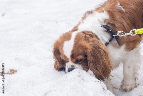 portrait dog breed Cavalier King Charles Spaniel on a colored leash walks in the park on a cloudy spring day, the snow has not completely melted, the dog sniffs the snow