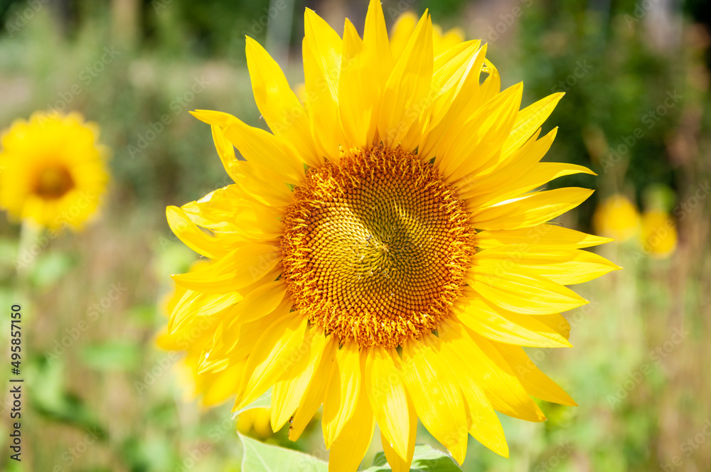 yellow sunflower flower with bee. nature beauty yellow sunflower flower with bee. nature beauty