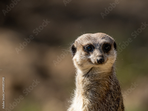 Wallpaper Mural Erdmännchen Torontodigital.ca