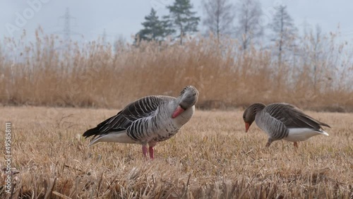 Greylag geese self grooming themselves post mating  photo