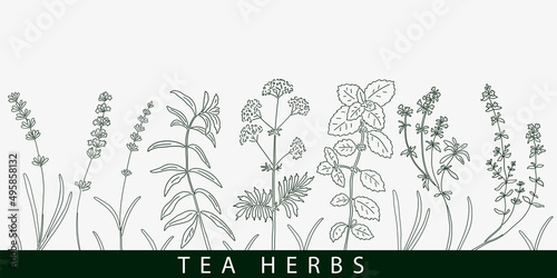 Tea herbs card. Vintage design sketched vector illustration.