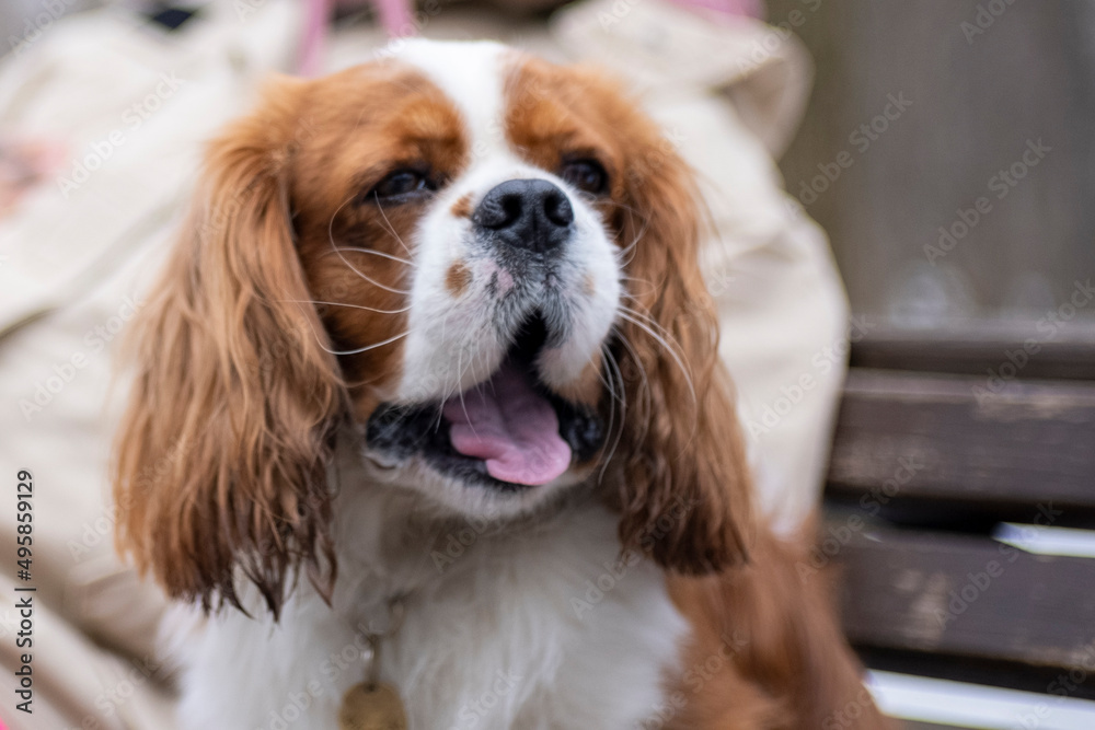 portrait dog breed Cavalier King Charles Spaniel on a colored leash walks in the park on a cloudy spring day, the snow has not completely melted, looks to the right and yawns