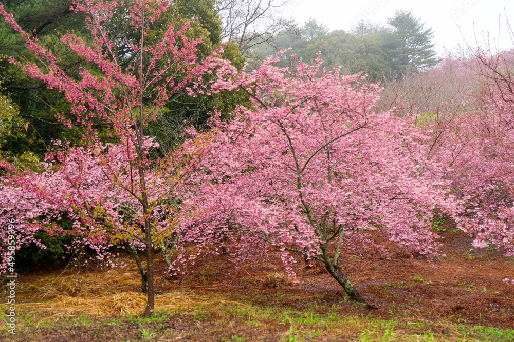 Beautiful pink cherry blooms (sakura tree) in the park. Beautiful pink cherry blooms (sakura tree) in the park.