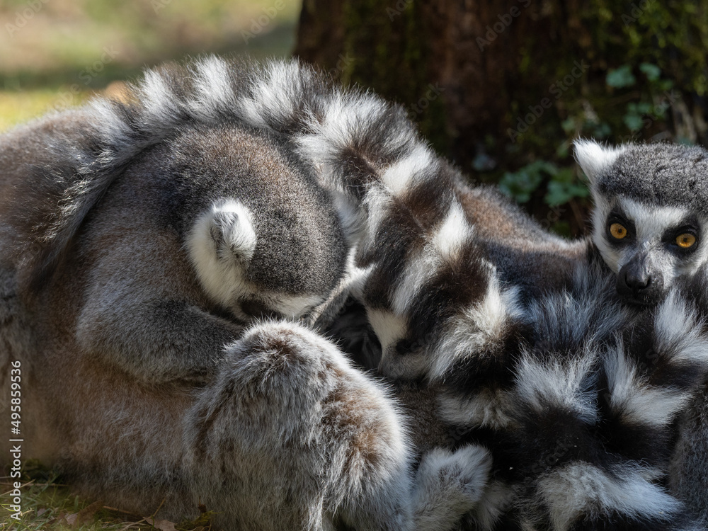 Obraz premium Lemuren