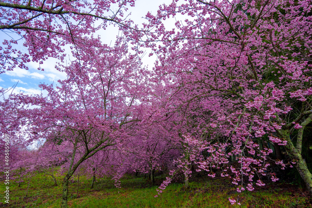 Beautiful pink cherry blooms (sakura tree) in the park. Beautiful pink cherry blooms (sakura tree) in the park.