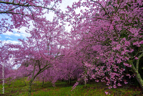 Beautiful pink cherry blooms (sakura tree) in the park.