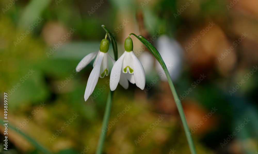 Kleine Schneeglöckchen - Galanthus nivalis, Gewöhnliches Schneeglöckchen Kleine Schneeglöckchen - Galanthus nivalis, Gewöhnliches Schneeglöckchen