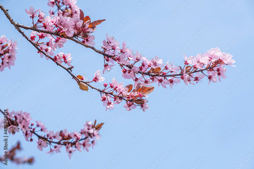pink flowers on blooming tree in spring time