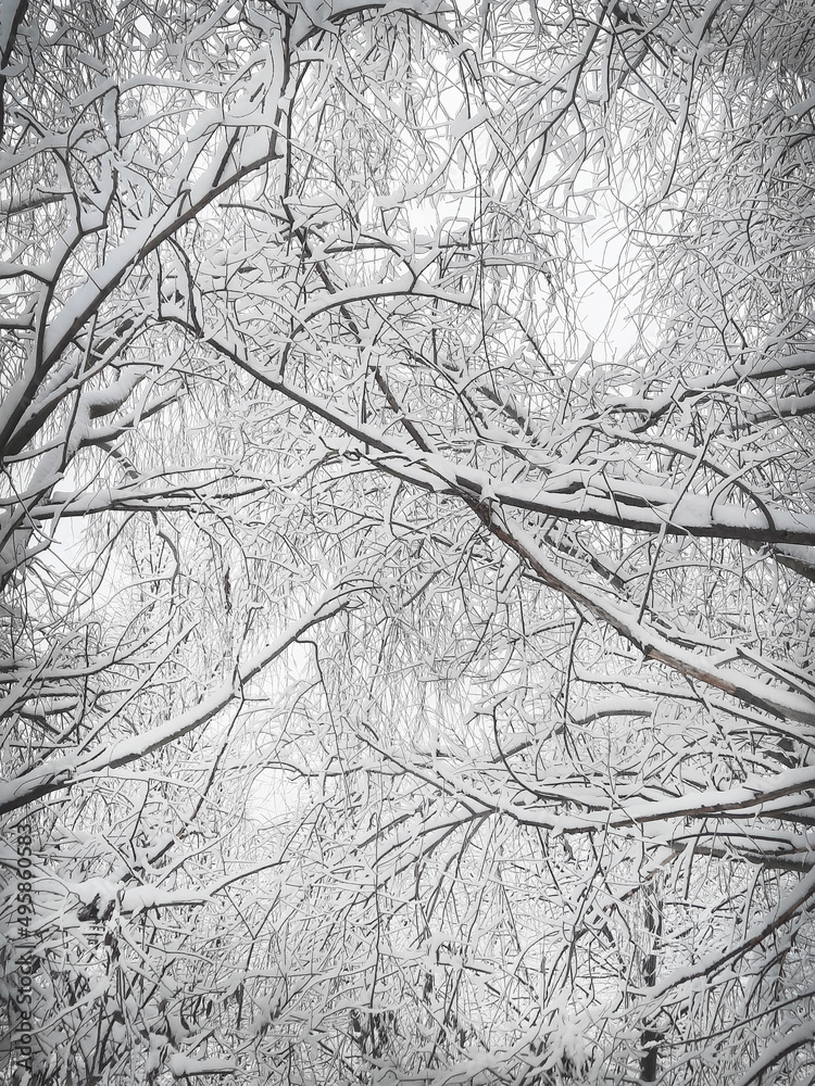 Snowy tree branches Snowy tree branches