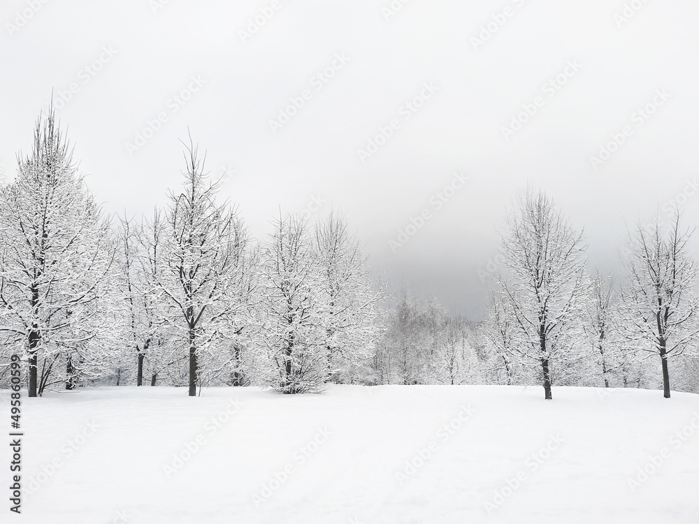 Snowy forest view Snowy forest view