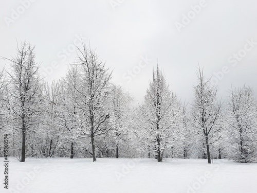 Winter snowy forest © Tarzhanova