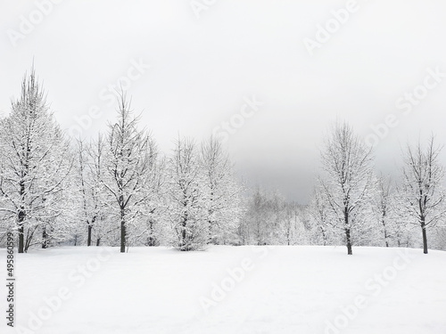 Snowy forest view