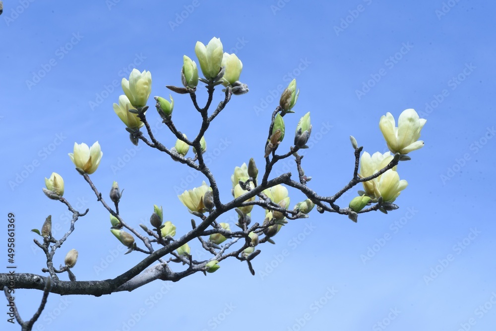 Magnolia blossoms. Magnoliaceae. 90 species of trees are distributed mainly in Asia, and the flowering season is from March to May. Magnolia blossoms. Magnoliaceae. 90 species of trees are distributed mainly in Asia, and the flowering season is from March to May.