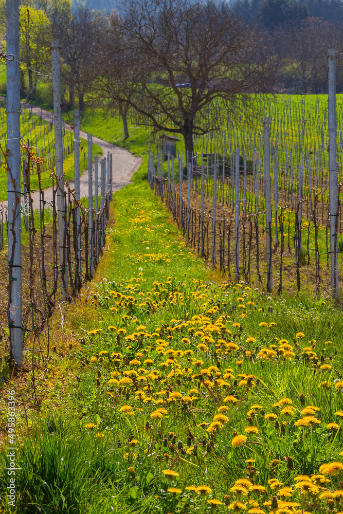 Fototapeta premium Weinberge Reben Frühling