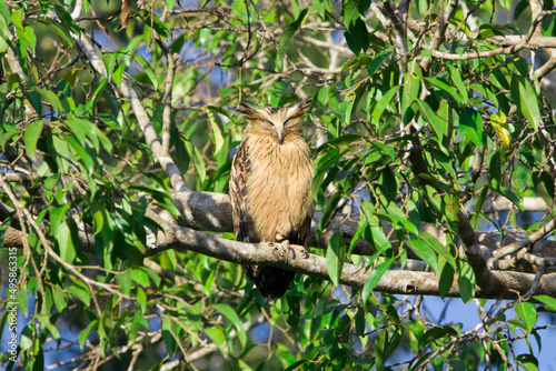Buffy fish owl, Malay fish owl standing on a branch in Khao Yai National Park, Thailand