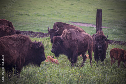 Bisons changing the coat for summer. Dark large animals in a green field in Lithuania. Endangered mammal species. Selective focus on the details, blurred background.