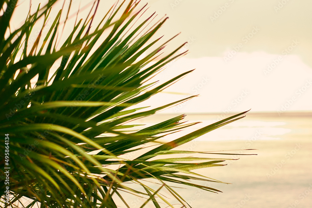 Palm tree on the background of the sea shore in the rays of the setting sun. The concept of rest and vacation in a warm country. Front view. Palm tree on the background of the sea shore in the rays of the setting sun. The concept of rest and vacation in a warm country. Front view.