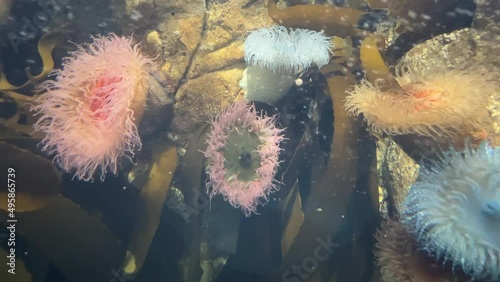 Colourful sea anemones attached to rocks among the kelp photo