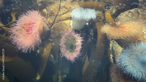 Colourful sea anemones attached to rocks among the kelp