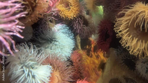 Colourful sea anemones batched together in a tank photo