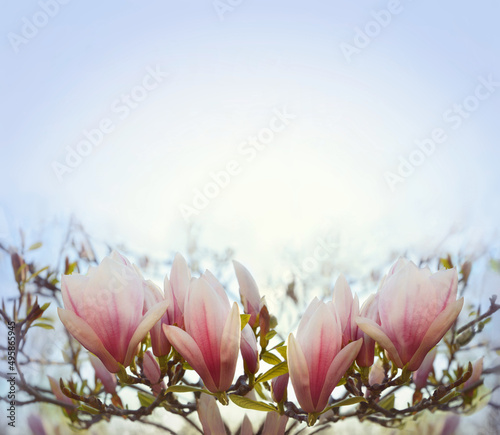 Branches of magnolia flowers. Magnolia tree flowering in spring time. Spring banner. Floral background.