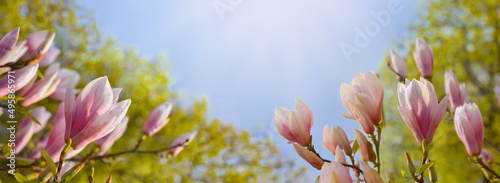 Branches of magnolia flowers. Magnolia tree flowering in spring time. Spring banner. Floral background.