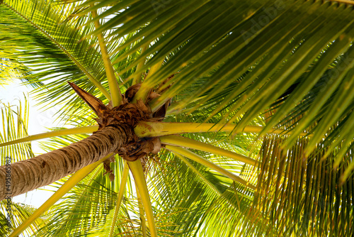 Bottom up view of a palm tree and dense green leaves. Tropical vegetation of the Dominican Republic