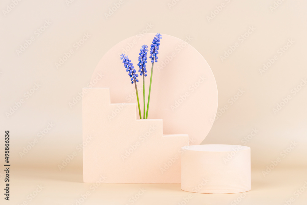 Spring compositon with geometric shapes and blue muscari flowers. Podium platform for product presentation and spring flowers on pastel beige background. Front view Spring compositon with geometric shapes and blue muscari flowers. Podium platform for product presentation and spring flowers on pastel beige background. Front view