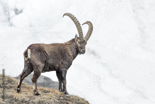 The King of the Alps in the highlands (Capra ibex) © manuel
