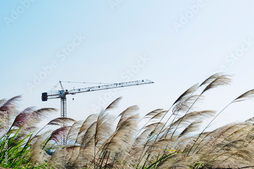 Building on wasteland or disused site, and wild grasses being blown in the wind