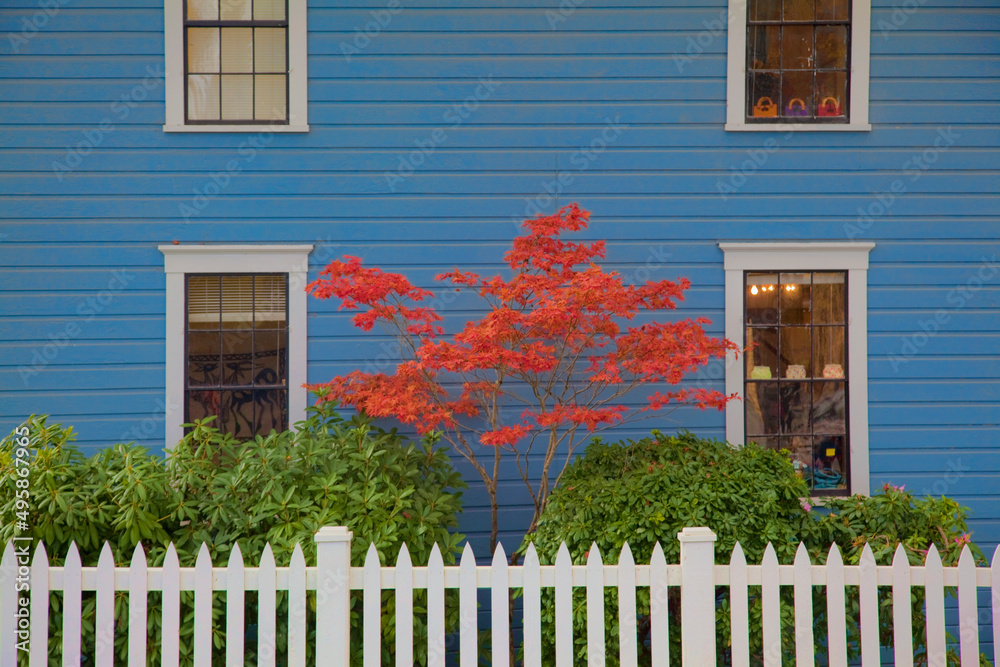 A Japanese Maple tree with red leaves against a blue house wall.