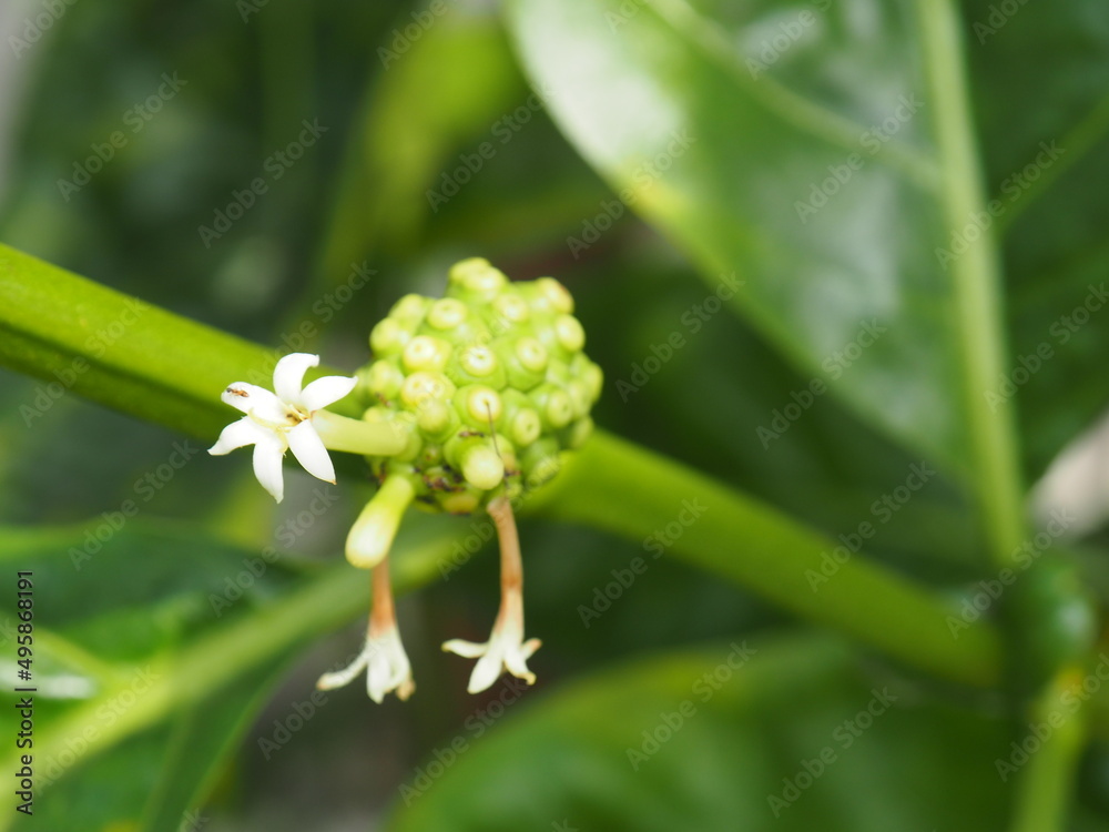 Great morinda flower on blur background