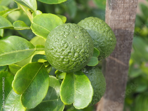 group of green pomelo fruit on blur background