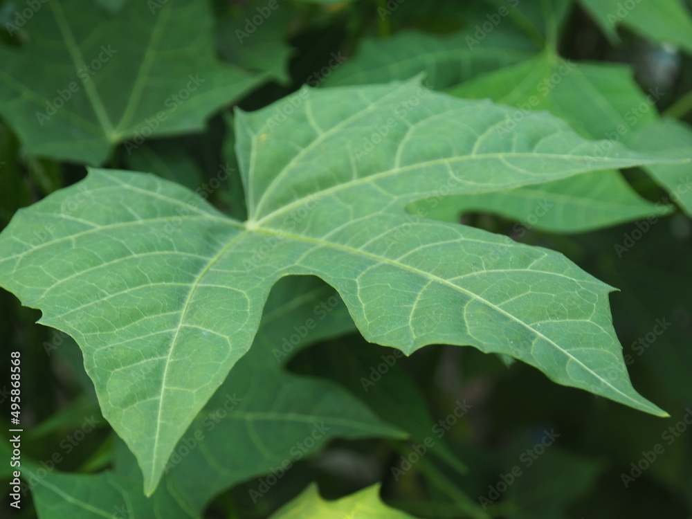 star green leaf in garden star green leaf in garden