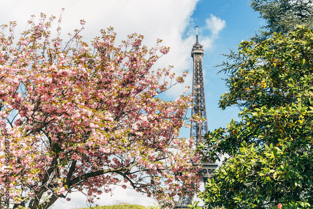 Close up photo of blooming sakura tree and Eiffel Tower on background. Blue sky. Blossom of cherry tree with pink petals. Travelling to Paris in spring. Flowering season. Wanderlust.