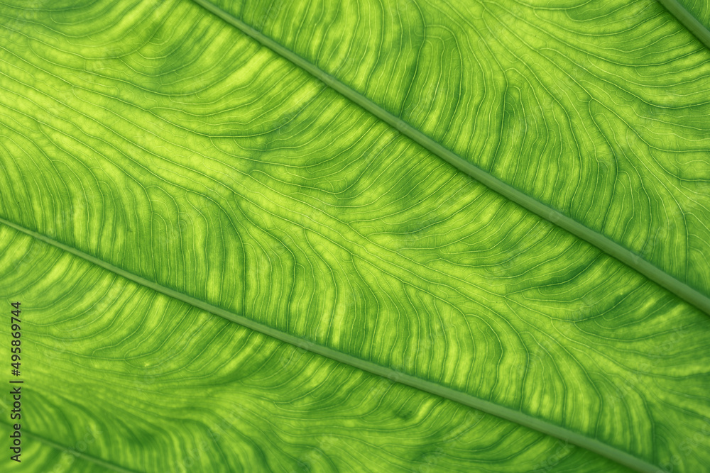 Green background and Elephant ear Green background and Elephant ear