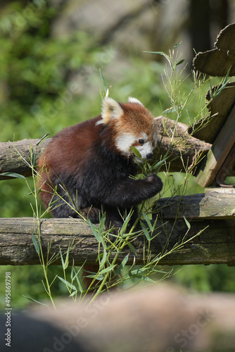 Photography of red panda eating bamboo