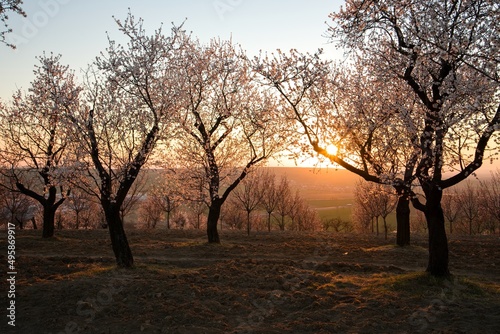 blooming almond orchard at sunset