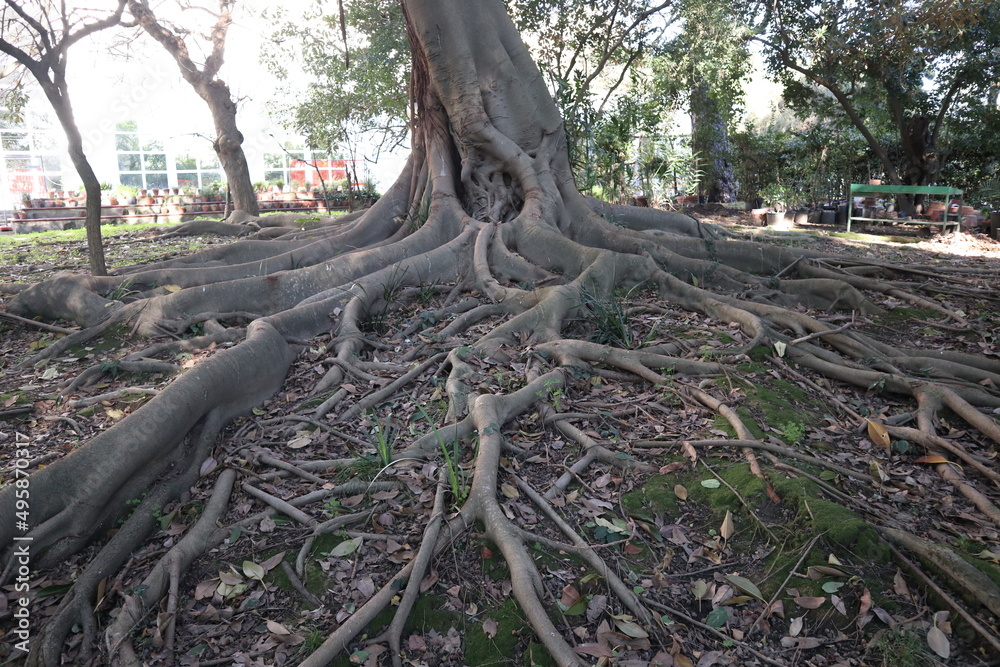 Napoli - Particolare delle radici di Ficus Magnolioide nell'Orto Botanico