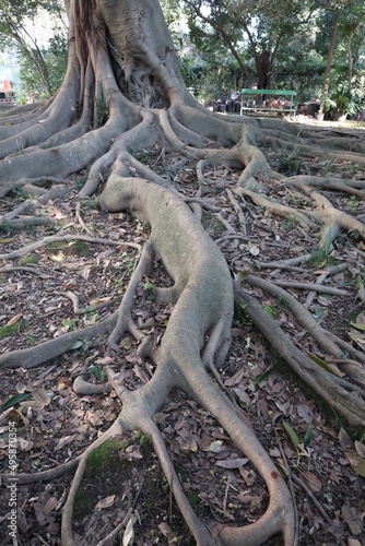 Napoli - Particolare di radici di Ficus Magnolioide nell'Orto Botanico